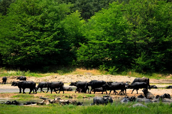 Sfondo di bufali selvatici — Foto Stock