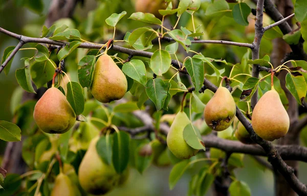 Fruta orgánica de otoño —  Fotos de Stock