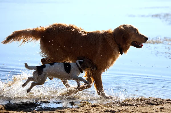 Играют две собаки — стоковое фото