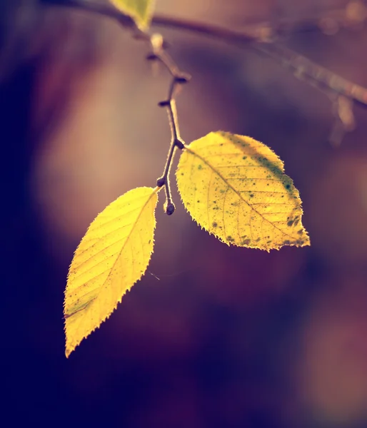 노란 잎 매크로 — 스톡 사진
