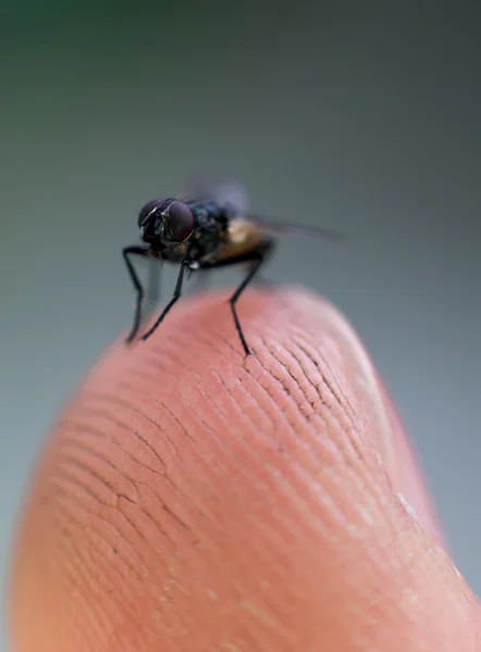 Macro vliegen achtergrond — Stockfoto