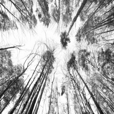 alttan ağaç üstleri ile sakin manzara manzara manzara görüntüsü