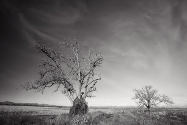 Siyah ve beyaz ağaçlar 