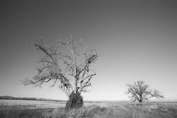 Zwarte en witte bomen — Stockfoto