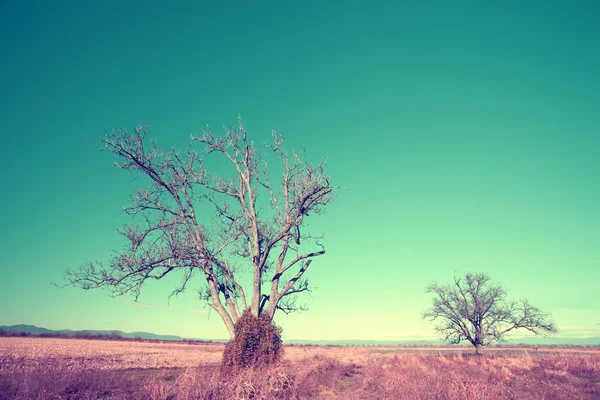 Ir landscape with two trees — Stock Photo, Image