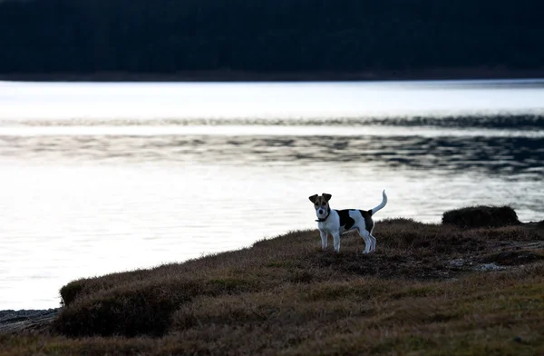 Dog near lake — Stock Photo, Image