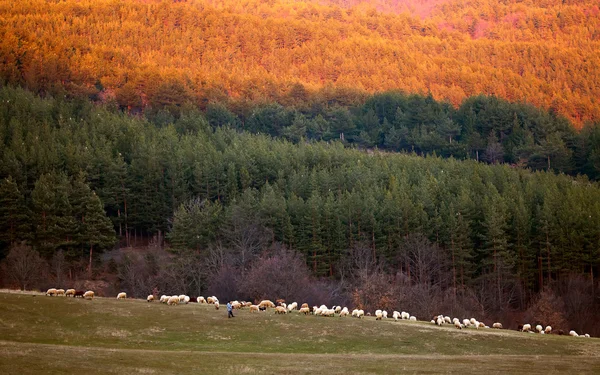 Sheep herd in autumn forest — Stock Photo, Image