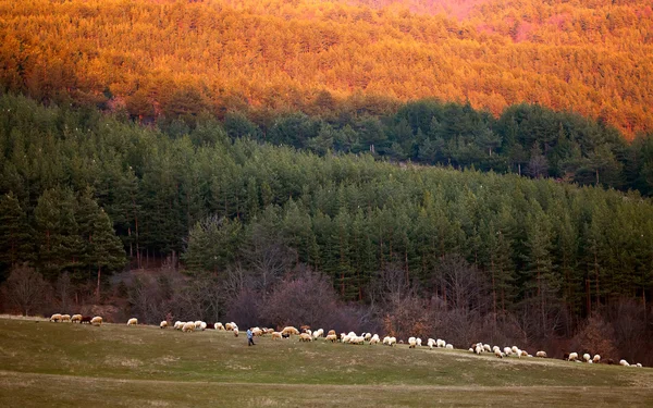 Får besättningen i höst skog — Stockfoto