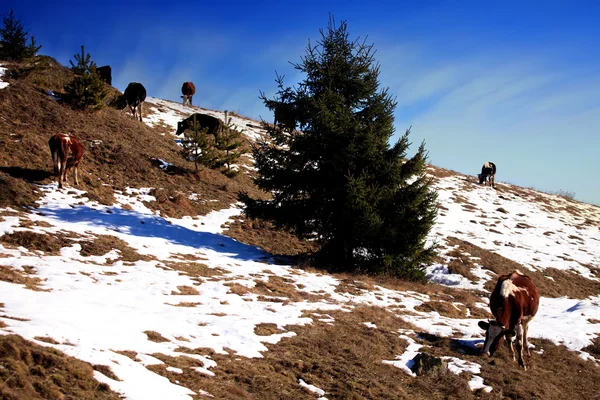 Cows in the mountain — Stock Photo, Image