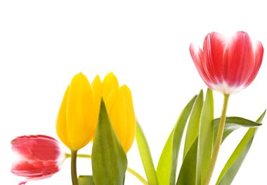 Beyaz arka plan üzerinde güzel renkli Lale