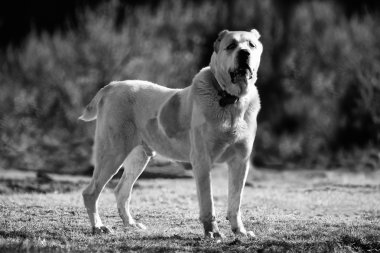BW alabai köpek arka plan 