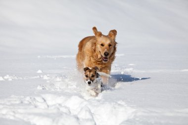 Karda iki Tanrıya oynamak 