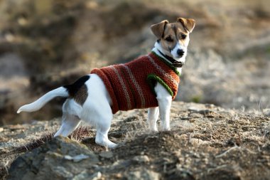 jack Russel terier ile küçük ceket 