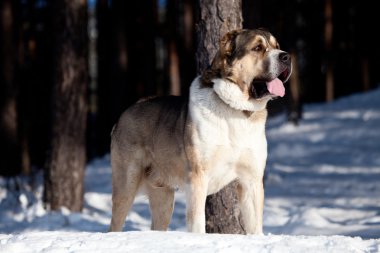 alabai köpek portre 