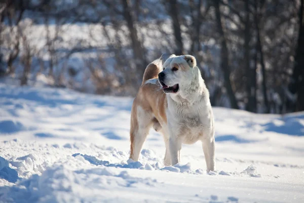 Asiático pastor perro en la nieve — Foto de Stock