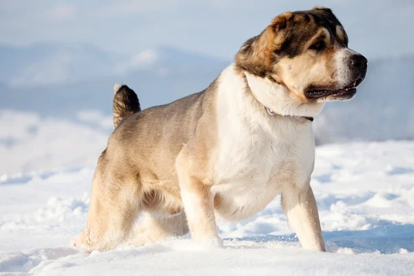 Asiático pastor perro en la nieve — Foto de Stock