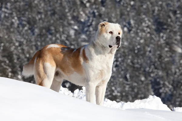 Asiático pastor perro en la nieve — Foto de Stock