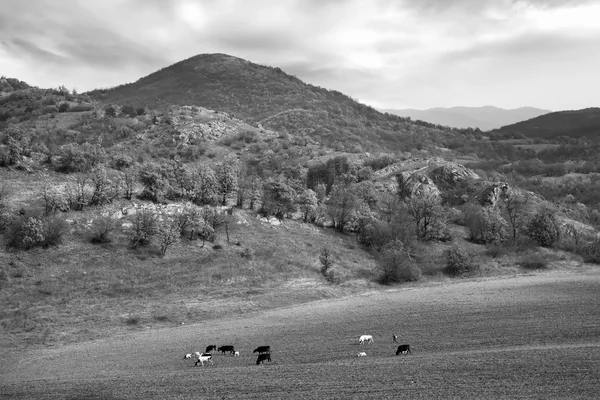 Bw paisagem vaca — Fotografia de Stock