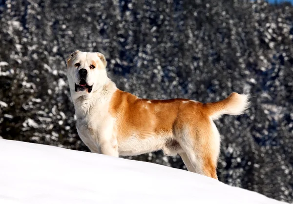 Asiatischer Schäferhund im Schnee — Stockfoto