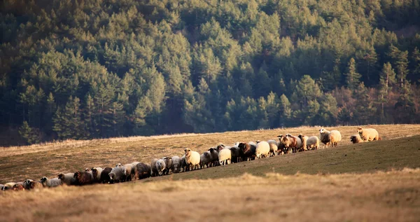 Panorama with sheeps — Stock Photo, Image