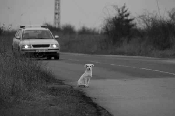 Bw homeless dog background — Stock Photo, Image