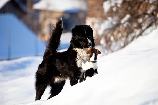 Zwei Hunde im Schnee — Stockfoto