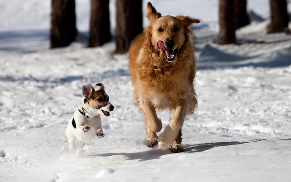 Dois deuses brincam na neve — Fotografia de Stock