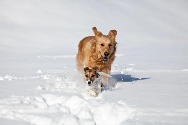 Dos dioses juegan en la nieve —  Fotos de Stock