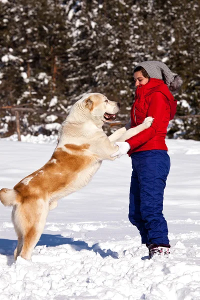 Happy Young Woman His Big Dog Winter Landscape — стоковое фото
