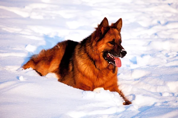 Pastor alemán perro retrato de invierno — Foto de Stock