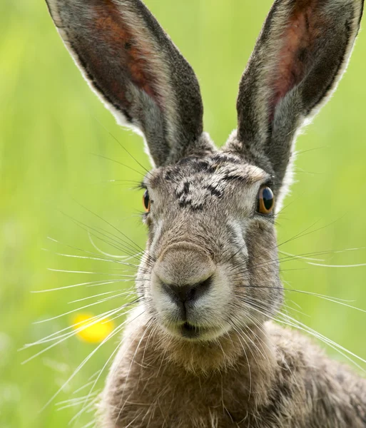 欧洲野兔- Lepus europaeus 免版税图库图片