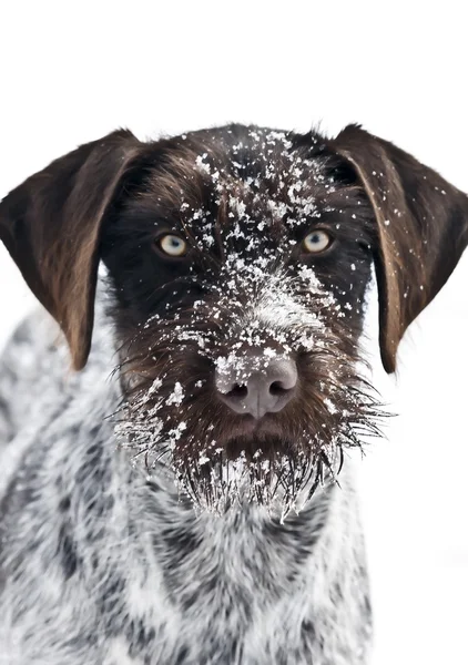 狗狗在雪中 图库照片