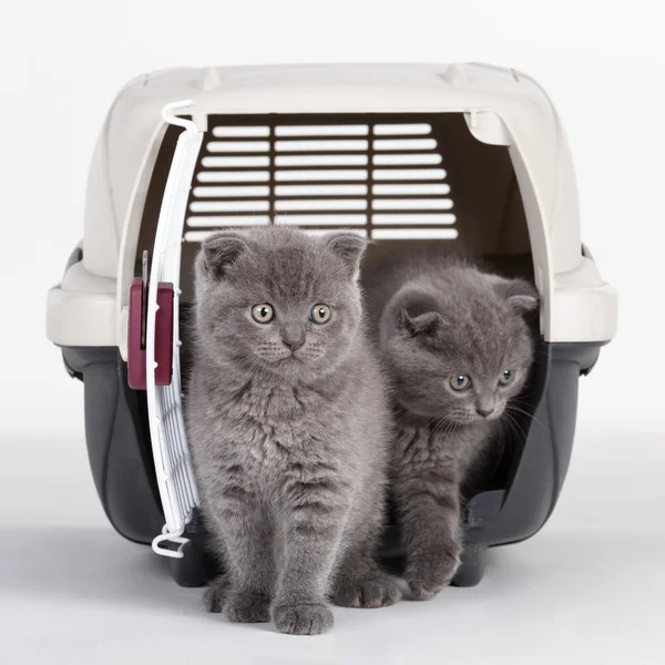 Gatinhos cinzentos em estojo de transporte — Fotografia de Stock