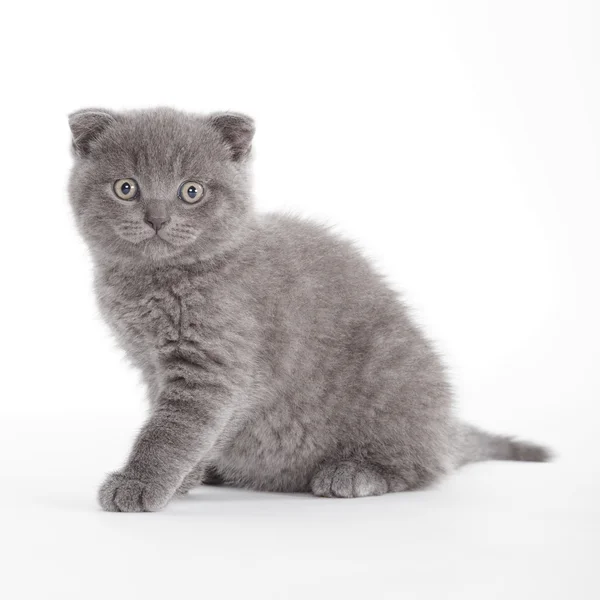 Kitten isolated on white background — Stock Photo, Image