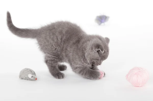 Kitten isolated on white background — Stock Photo, Image
