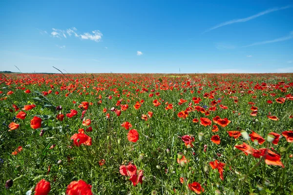 Summer poppy field — Stock Photo, Image