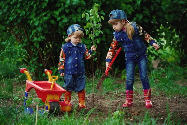 Happy girls planting tree — Stock Photo, Image