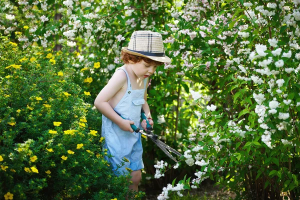 少年は低木で、鋏の枝をカットします。 — ストック写真