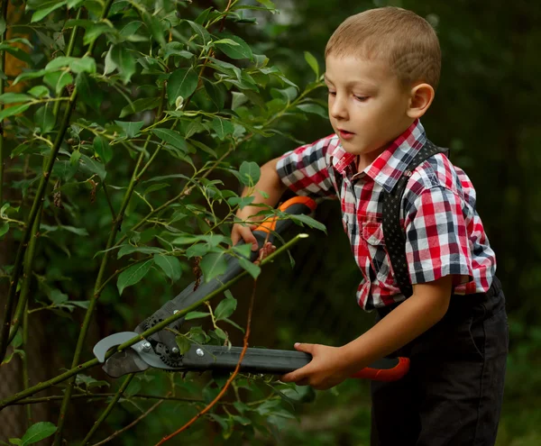 Boy cuts off branches of the shrub — Stock Photo, Image