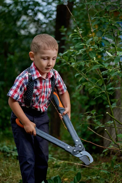 Boy cuts off branches of the shrub — Stock Photo, Image
