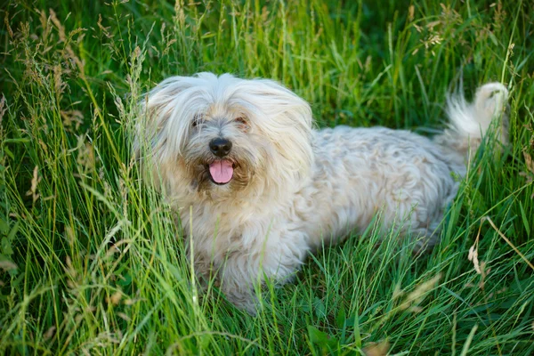 Zotteliger Hund im Sommerpark — Stockfoto