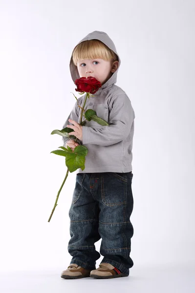 Little boy with rose on white — Stock Photo, Image