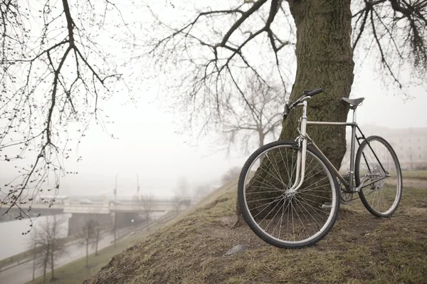 Старый велосипед возле дерева — стоковое фото