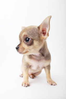beyaz zemin üzerinde köpek chihuahua yavrusu