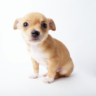 beyaz zemin üzerinde köpek chihuahua yavrusu