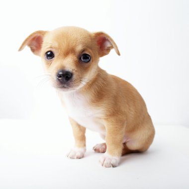 beyaz zemin üzerinde köpek chihuahua yavrusu