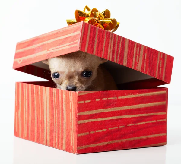 Süße Welpen chihuahua in box — Stockfoto