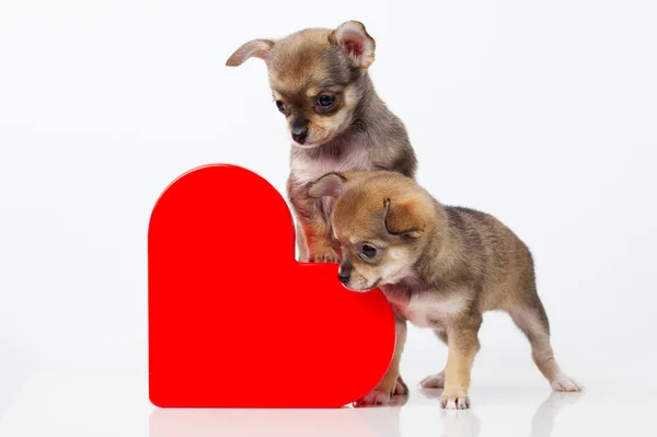 Cachorros bonitos Chihuahua com coração vermelho — Fotografia de Stock