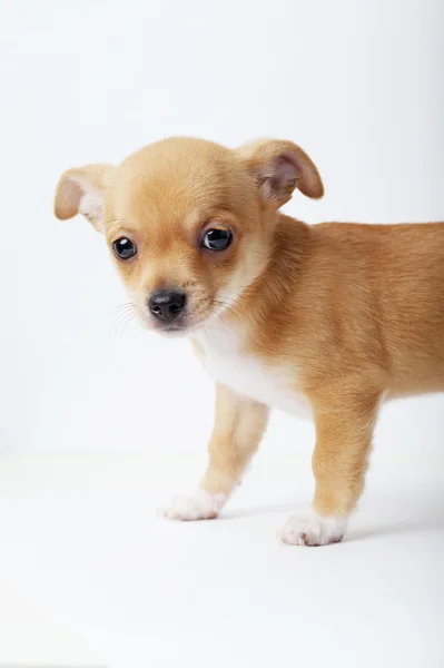 Liten chihuahua valp på vit bakgrund — Stockfoto