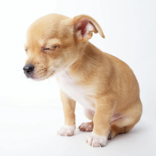 Liten chihuahua valp på vit bakgrund — Stockfoto